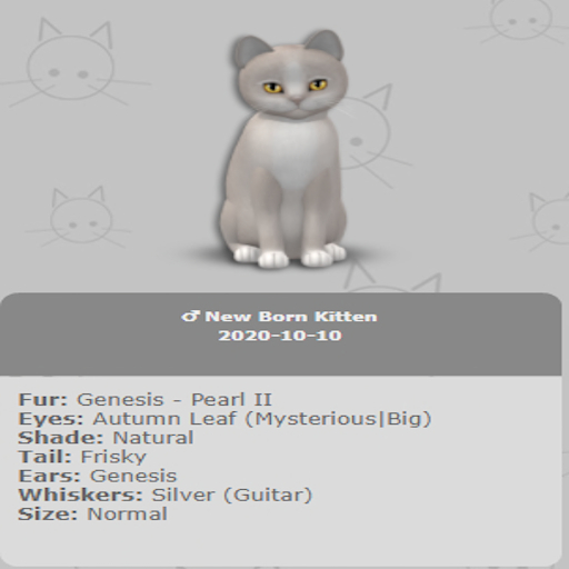 KittyCatS Box - New Born Kitten 
