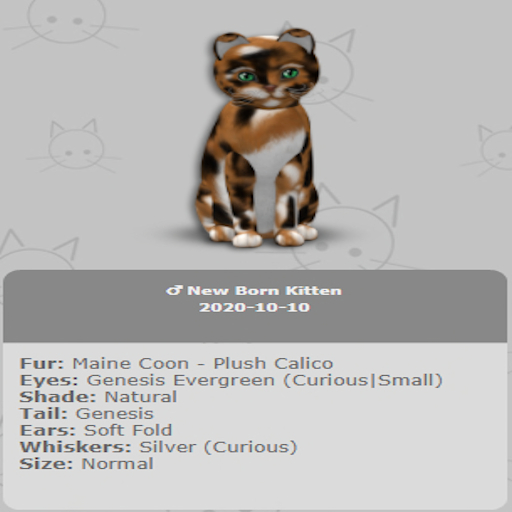 KittyCatS Box - New Born Kitten 