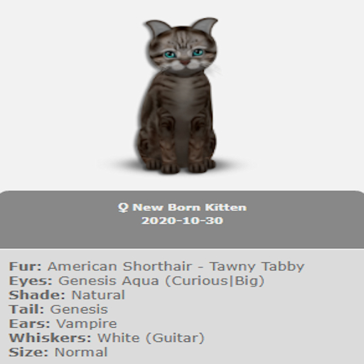 KittyCatS Box - New Born Kitten 