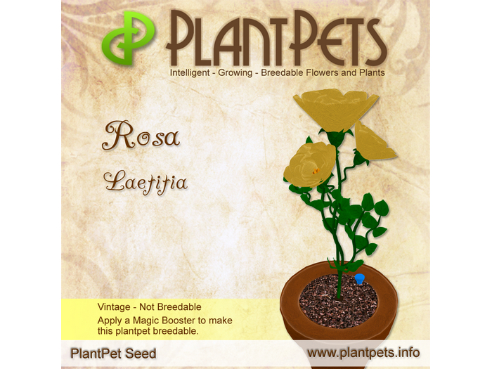 PlantPet Seed [Rosa *Laetitia*]