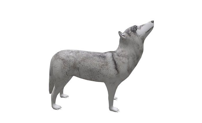 (AURA) SNOW WOLF