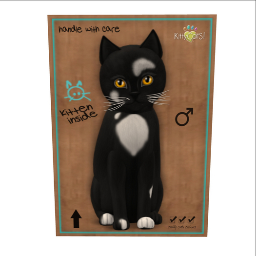 KittyCatS Box - New Born Kitten