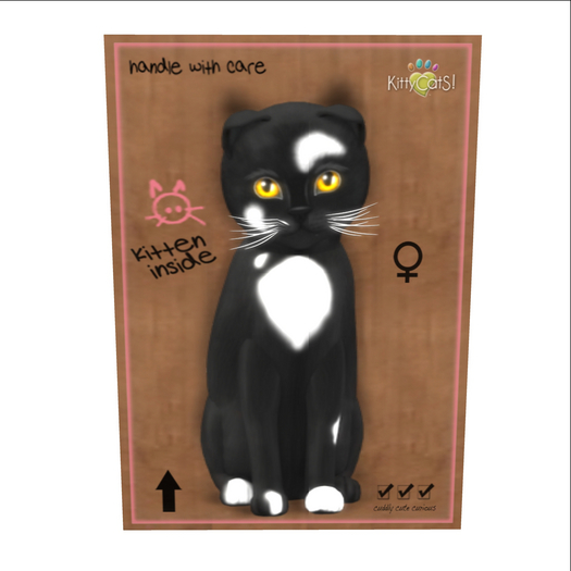 KittyCatS Box - New Born Kitten