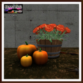 Autumn - Barrel Chrysanthemum and Pumpkins