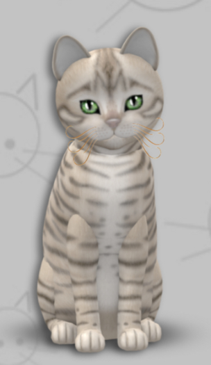 KittyCatS Box - Toyger Snow/8T/Male/Moss/Fluffy/Flame/Dreamy