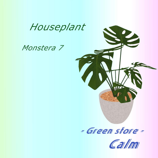 Houseplant - Monstera 7