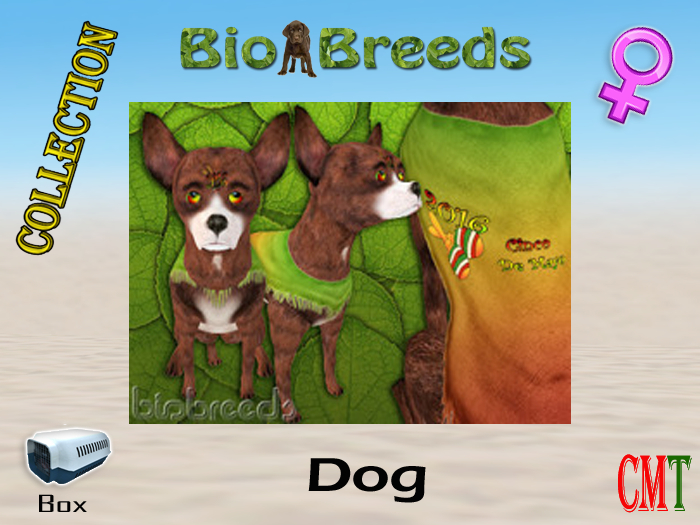 BioBreeds BB Cinco de Mayo 2016 Epic Chihuahua Box Female