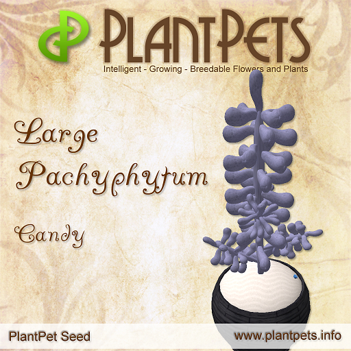 PlantPet Seed [Large Pachyphytum *Candy*]