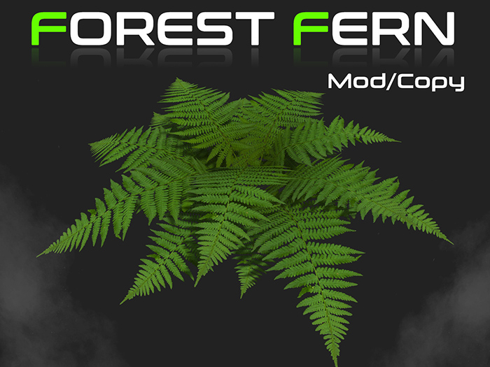 Fern