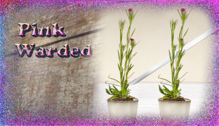 Plant Pots