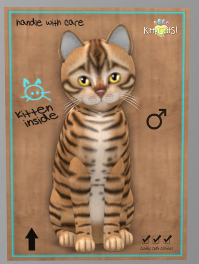 KittyCatS Box -Male , Fur: Toyger - Tan Normal Size
