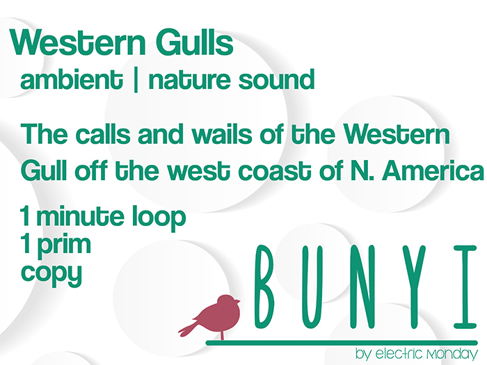 Bunyi Nature Sounds - Western Gull