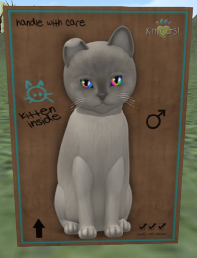 KittyCatS Box - Burmese - Platinum 7t M