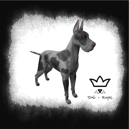 DOG-Royal -Greatest Dane Grey Tiger