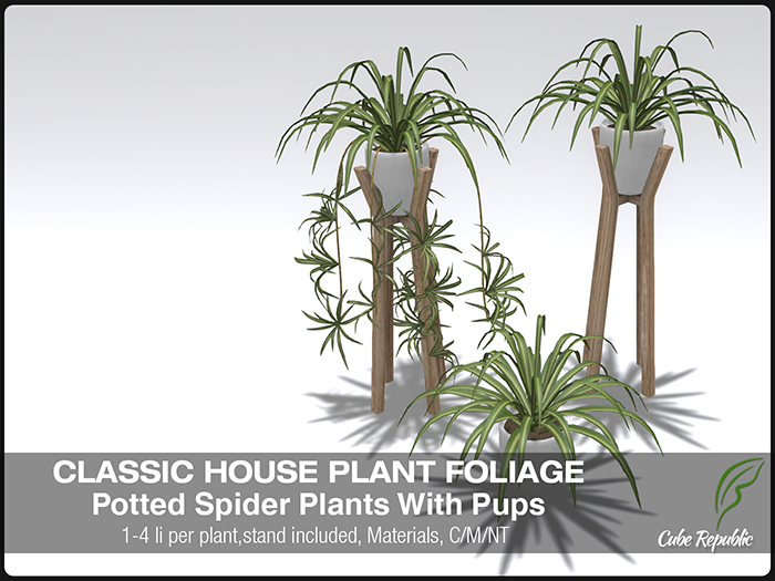 is zz plant poisonous Zamioculcas Zamiifolia 'ZZ' main image 0