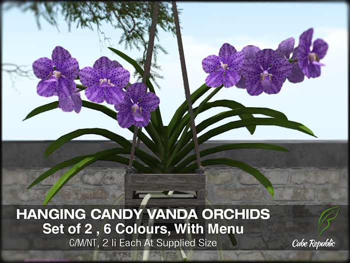 Candy Coloured Vanda Orchids