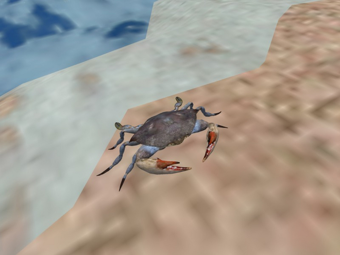 TM Blue Crab - Animated - Above Ground