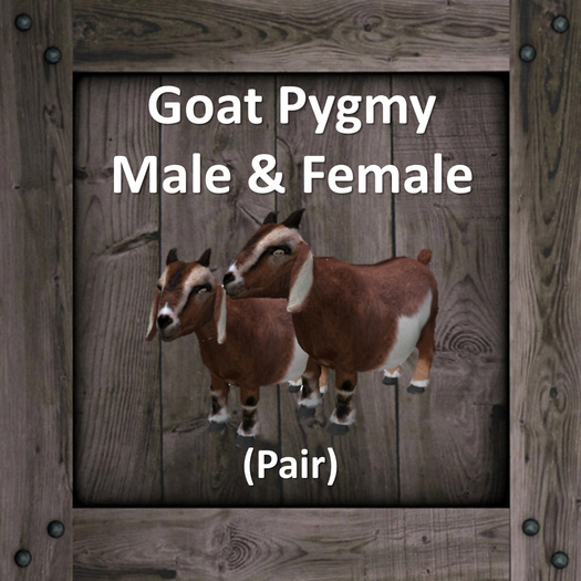 DFS Goat Pygmy - Male & Female (Texture Only)