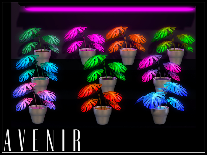 AVENIR: Monstera Neon Mesh Plant - FATPACK -