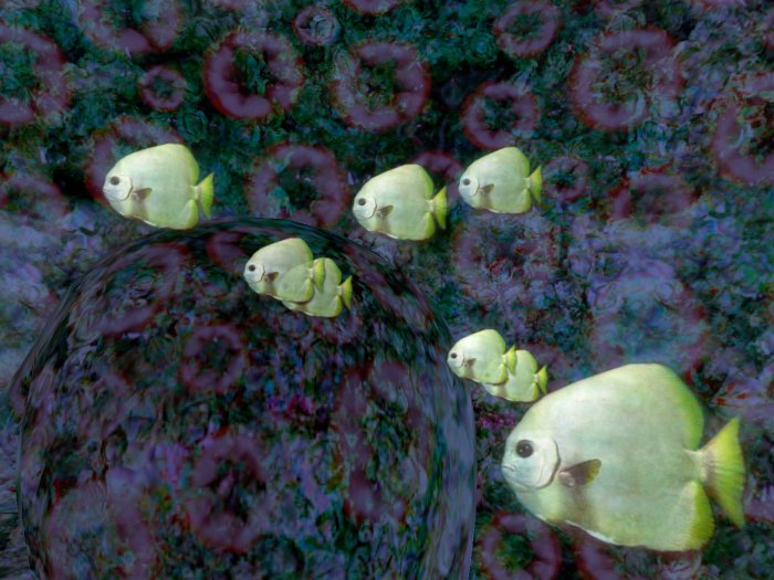 Boer's Batfish Schooling