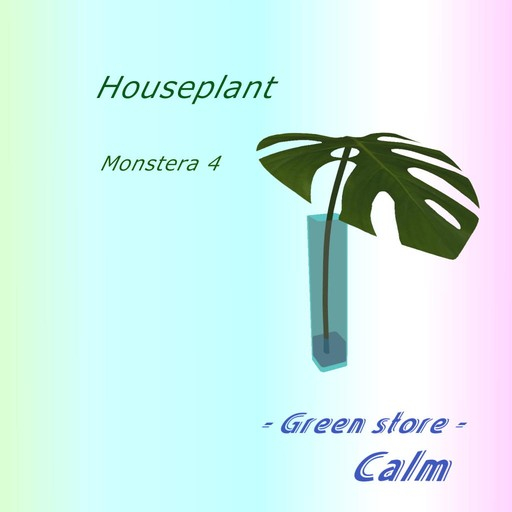 Houseplant - Monstera 4
