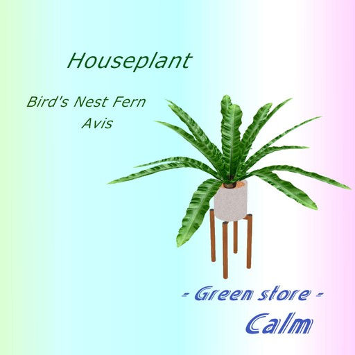 Houseplant - Avis 01