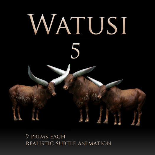 Watusi - African Cattle