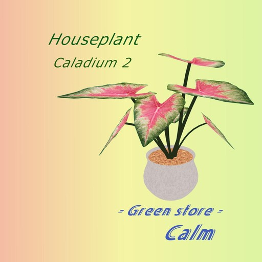 Houseplant - Caladium a-2