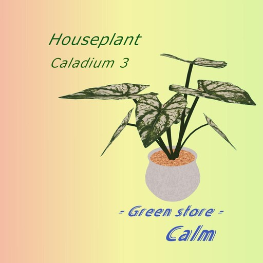 Houseplant - Caladium a-3