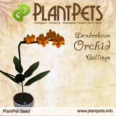 PlantPet Seed [Dendrobium Orchid *Calliope*] COMMON