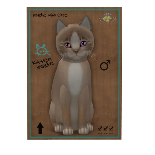 KittyCatS Box - New Born Kitten