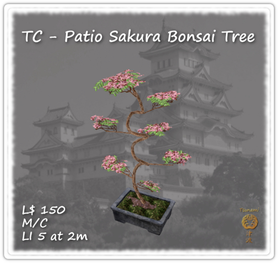 Patio Sakura Bonsai Tree