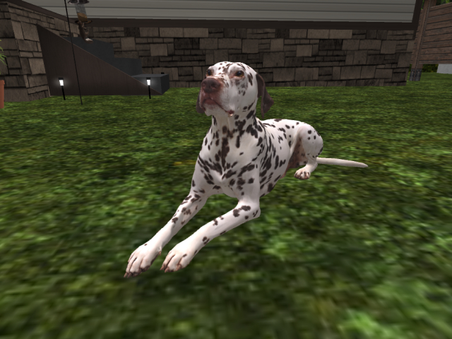 Dalmatian Guard Dog (Hidden Security)