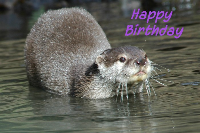 ◈⊙◈ Otterly Fantastic Birthday - Birthday card - click to open ◈⊙◈