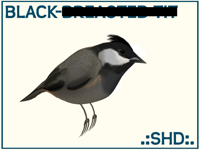 Black-breasted *** (Rufous-naped ***, Dark-grey ***) .:SHD:.