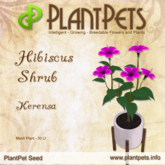 PlantPet Seed [Hibiscus Shrub *Kerensa*]