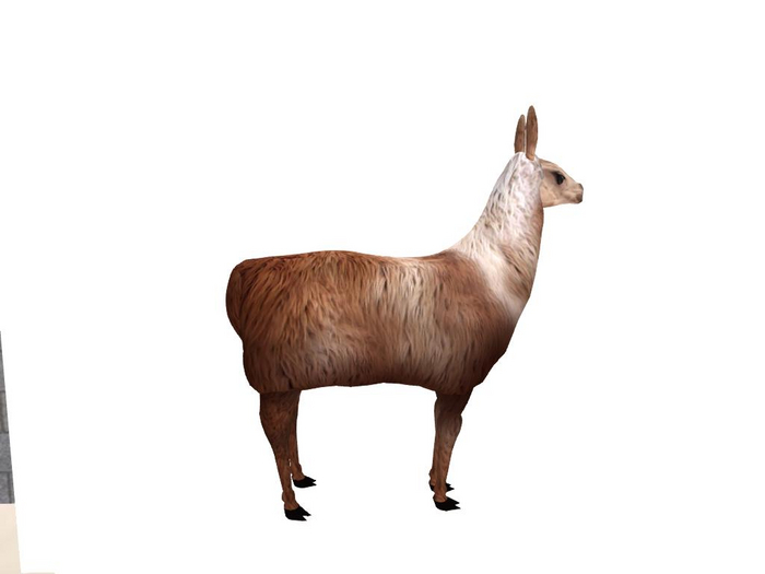 DFS Llama - Female 2 2
