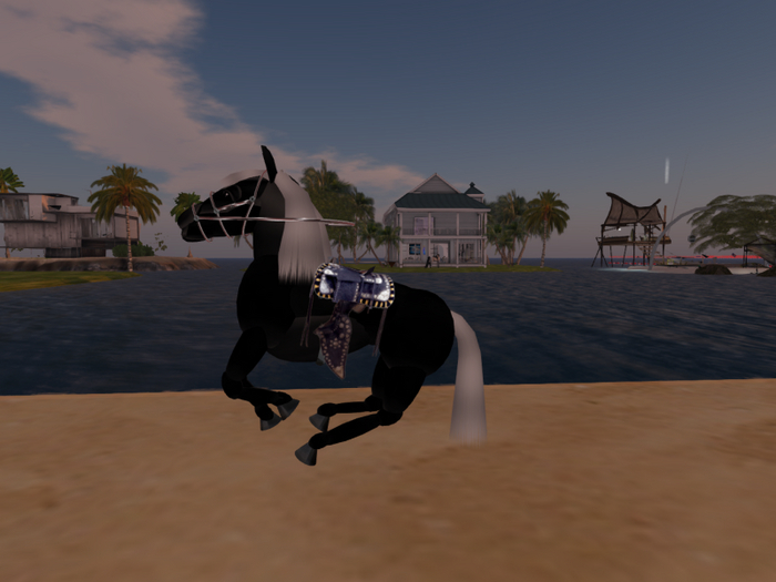 blackwhitehorseharnessed