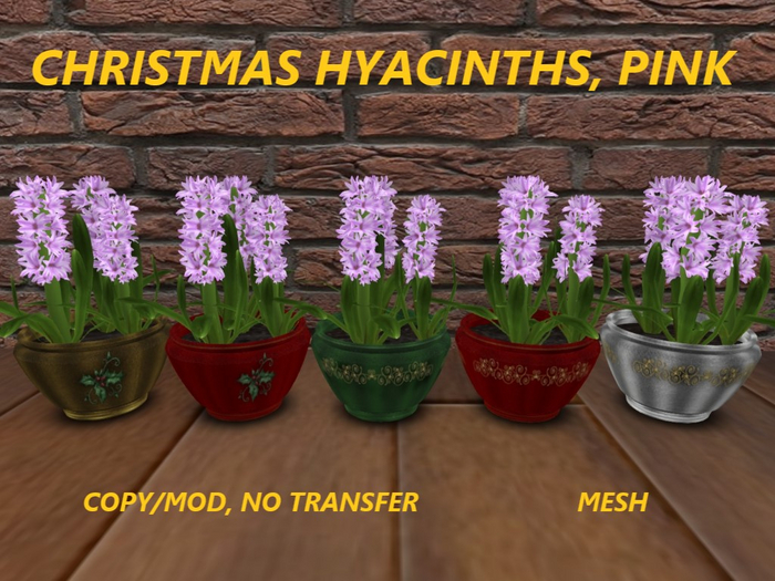 CHRISTMAS HYACINTHS, PINK