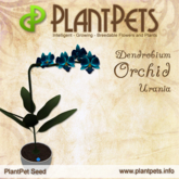 PlantPet Seed [Dendrobium Orchid *Urania*]