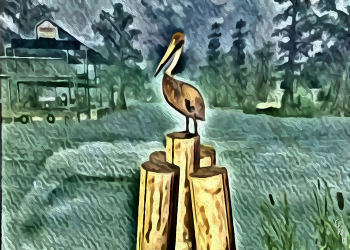 Junkyard Blues Pelican