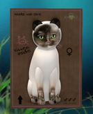 Siamese - Chocolate Tortie 2
