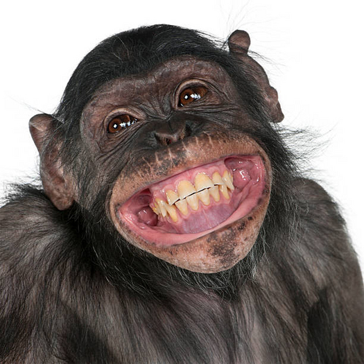 Monke Bumper 