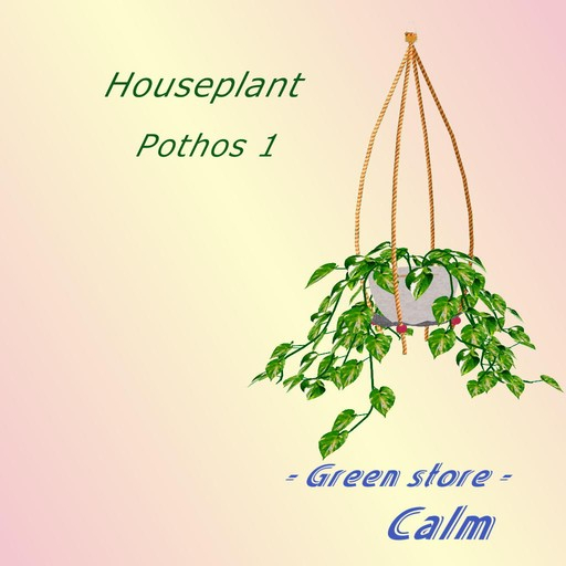 Houseplant -  Pothos 1