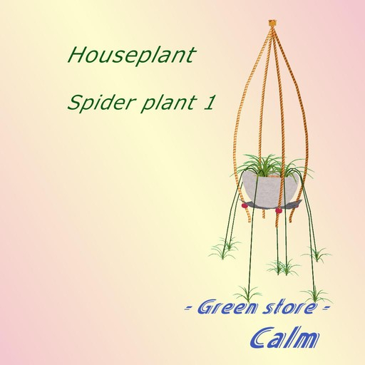 Houseplant -  Chlorophytum 1