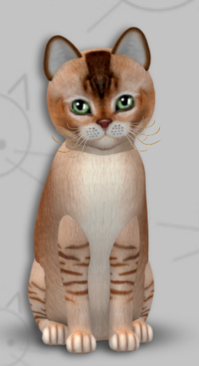 KittyCatS Box - Burmilla Chocolate Caramel/5T/Female/Moss/Fussy
