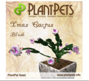 PlantPet Seed [Xmas Cactus *Blush*]