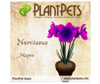 PlantPet Seed [Narcissus *Mateo*]