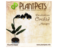 PlantPet Seed [Dendrobium Orchid *Maestro*]