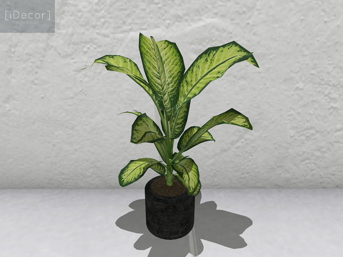 [iDecor] Tiger Plant